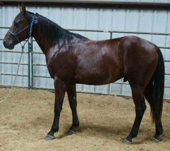 Konik 2
