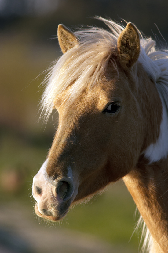 Pony